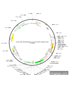 pLV3-CMV-GPX4(human)-3×FLAG-3UTR-CopGFP-Puro PL30438 MiaoLingBio