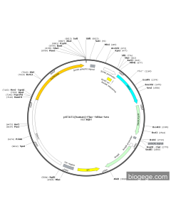 pSTAT1(human)-Fluc--hRluc-Neo PL30475 MiaoLingBio