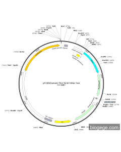 pFOSB(human)-Fluc-SV40-hRluc-Neo PL30537 MiaoLingBio