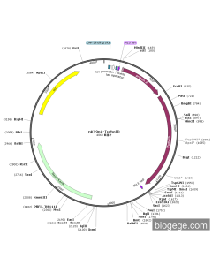 pK19pA-TurboID PL30575 MiaoLingBio