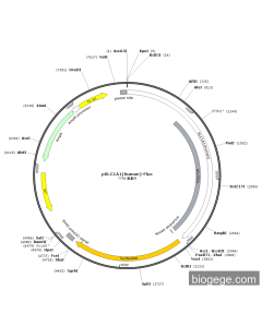 pSLC1A1(human)-Fluc PL31856 MiaoLingBio