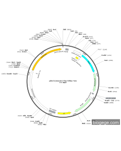 pDLK1(mouse)-Fluc-hRluc-Neo PL32138 MiaoLingBio