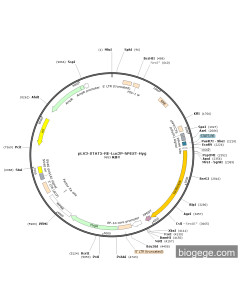 pLV3-STAT5-RE-Luc2P-hPEST-Hyg PL32230 MiaoLingBio