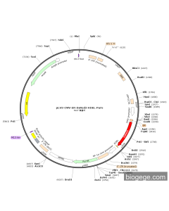 pLV3-CMV-ER-DsRed2-KDEL-Puro PL32709 MiaoLingBio