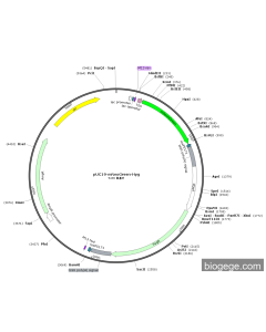 pUC19-mNeoGreen-Hyg PL33141 MiaoLingBio