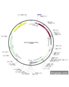 pUC19-mNeptune2-BSD PL33147 MiaoLingBio
