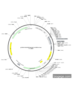 pCMV-HOOK3(human)-circRNA-Neo PL33217 MiaoLingBio