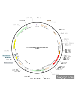 pLV3-CMV-DsRed-Monomer-Golgi-Neo PL33456 MiaoLingBio