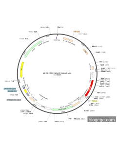 pLV3-CMV-DsRed2-Peroxi-Neo PL33506 MiaoLingBio