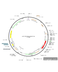 pLV3-CMV-Mito-DsRed2-Neo PL33526 MiaoLingBio