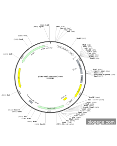 pCMV-Mir7-1(mouse)-Neo PL34437 MiaoLingBio