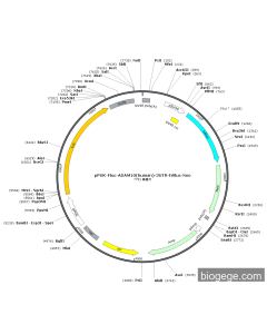 pPGK-Fluc-ADAM10(human)-3UTR-hRluc-Neo PL34635 MiaoLingBio