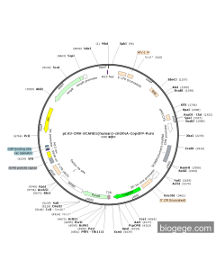 pLV3-CMV-SCARB1(human)-circRNA-CopGFP-Puro PL35581 MiaoLingBio