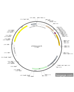 pFUSE2ss-CLIg-hk PL35705 MiaoLingBio