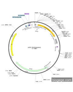 pIVT-Il1rn(mouse) PL36308 MiaoLingBio