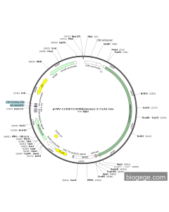 pCMV-C130071C03Rik(mouse)-3×FLAG-Neo PL37361 MiaoLingBio