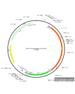 pUC57-CD19(human)-P2A-EGFP PL37481 MiaoLingBio