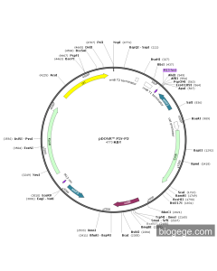 pDONR+P2r-P3 PL37552 MiaoLingBio