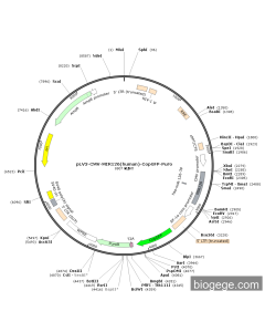 pLV3-CMV-MIR126(human)-CopGFP-Puro PL39180 MiaoLingBio