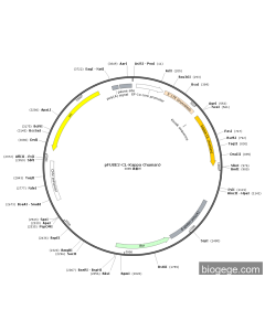 pFUSE2-CL-Kappa(human) PL39359 MiaoLingBio