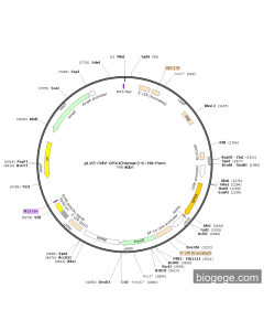 pLV3-CMV-GPX4(human)-6×His-Puro PL39719 MiaoLingBio