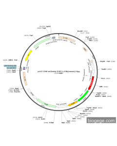pLV2-CMV-mCherry-EGFP-LC3B(mouse)-Hyg PL40015 MiaoLingBio