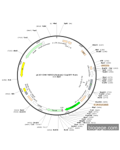pLV3-CMV-MIR21(human)-CopGFP-Puro PL40283 MiaoLingBio