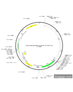pTol2-GSDF(zebrafish)-Promoter-2A-EGFP-Neo PL40593 MiaoLingBio