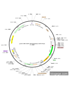 pLV3-CMV-EGFP-GPX4(human)-3UTR-Puro PL40842 MiaoLingBio