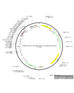 pFastBac-Dual-6×His-SUMO-TEV-LIC-cloning-vector (5B) PL41022 MiaoLingBio