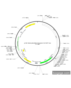pTol2-DDX4(zebrafish)-Promoter-2A-EGFP-Neo PL41068 MiaoLingBio
