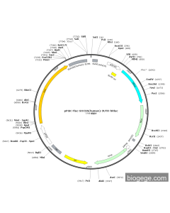 pPGK-Fluc-SOCS6(human)-3UTR-hRluc PL41115 MiaoLingBio