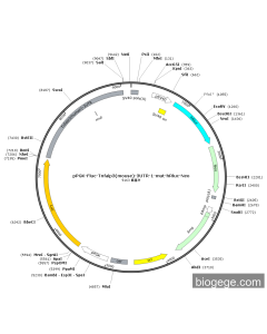 pPGK-Fluc-Tnfaip3(mouse)-3UTR-1-mut-hRluc-Neo PL41447 MiaoLingBio