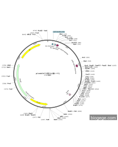 pComb3XTT(转TG1用2×YT) PL41618 MiaoLingBio