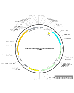 pPGK-Fluc-SNAI1(human)-3UTR-mut-hRluc-Neo PL41626 MiaoLingBio