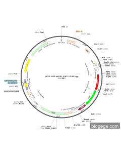 pLV3-CMV-mRFP1-EGFP-LC3B-Hyg PL41631 MiaoLingBio