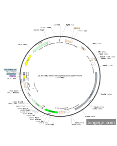 pLV3-CMV-circSIPA1L1(human)-CopGFP-Puro PL41728 MiaoLingBio