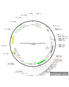 pLV3-CMV-MIR3614(human)-CopGFP-Puro PL42238 MiaoLingBio