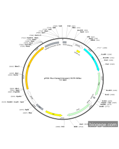 pPGK-Fluc-Dazap1(mouse)-3UTR-hRluc PL42285 MiaoLingBio