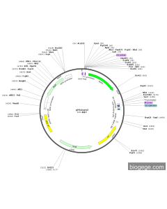 pPSdown2 PL42440 MiaoLingBio