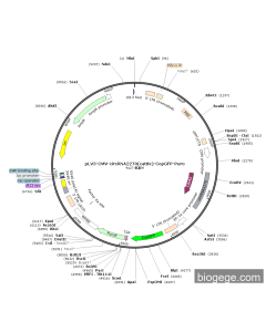 pLV3-CMV-circRNA2270(cattle)-CopGFP-Puro PL42581 MiaoLingBio