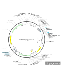 pCMV-AG-circ_0007234-FL-Neo PL42716 MiaoLingBio
