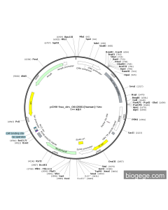 pCMV-hsa_circ_0042881(human)-Neo PL42878 MiaoLingBio