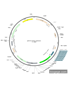 pSIN-8×NFAT-ZsGreen1 PL42912 MiaoLingBio