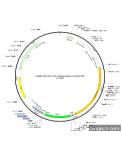 pHBAd-U6-MCS-CMV-Gask1b(mouse)-P2A-EGFP PL43178 MiaoLingBio