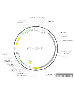 pCMV-lnc-uc.323(mouse)-Neo PL43330 MiaoLingBio