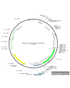 pHBAd-U6-MCS1-CMV-MCS2-P2A-EGFP PL43434 MiaoLingBio