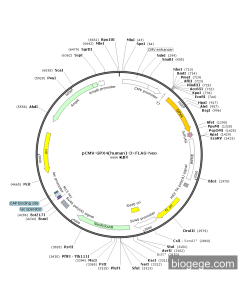 pCMV-GPX4(human)-3×FLAG-SECIS-Neo PL43459 MiaoLingBio