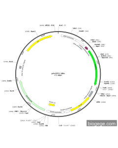 pAcGFP1-Mito PL43618 MiaoLingBio