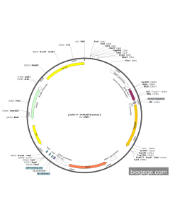 pGADT7-TARDBP(human) PL43728 MiaoLingBio